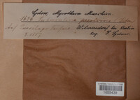 Tuberculina persicina image